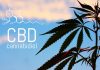 CBD Plant