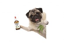 Cute smiling dog holding up a bottle of CBD Oil.