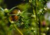 Ultimate Cannabis Terpenes Guide